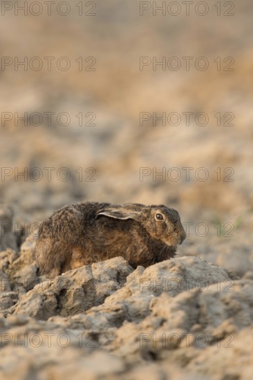 European hare (Lepus europaeus) resting with ears laid back on a freshly ploughed field, hiding in