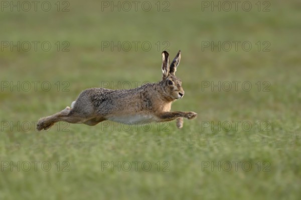 Leaping... European hare (Lepus europaeus) hunts in long, wide leaps across a meadow, native