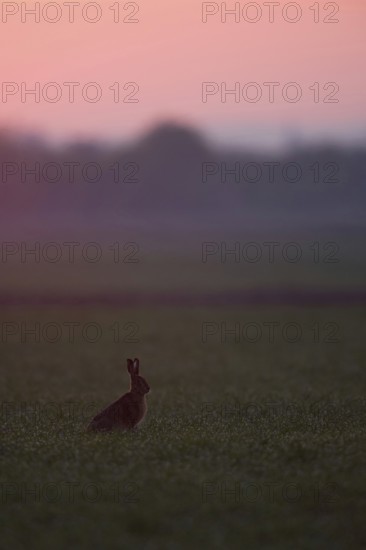 Dawn... European hare (Lepus europaeus) in the backlight far in front of sunrise on farmland,