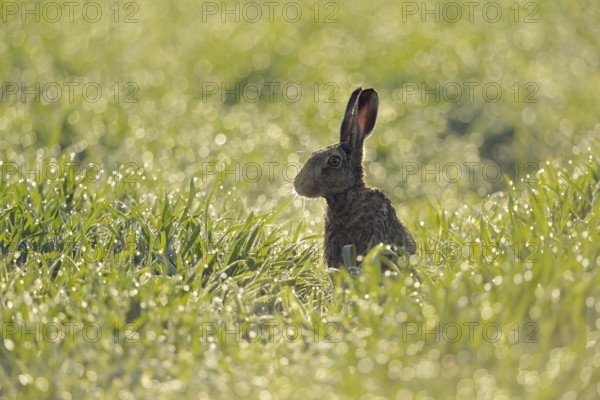 In a sea of light... European hare (Lepus europaeus) sits early in the morning on a field in young
