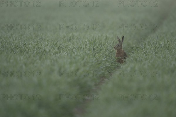 Brown Hare / European Hare (Lepus europaeus) sitting on its hind paws in a rut, watching over a dew