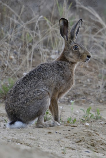 Watchful gaze... European hare (Lepus europaeus), adult hare photographed at eye level in a sand