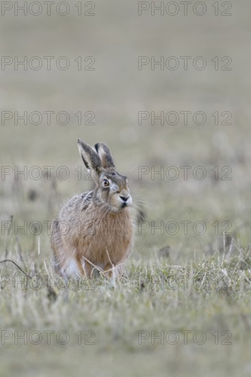 Increasingly endangered... European hare (Lepus europaeus), hare on a field, suffers from the