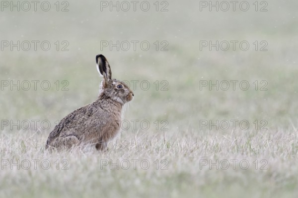 First snowflakes... European hare (Lepus europaeus) in winter on the meadows on the Lower Rhine,