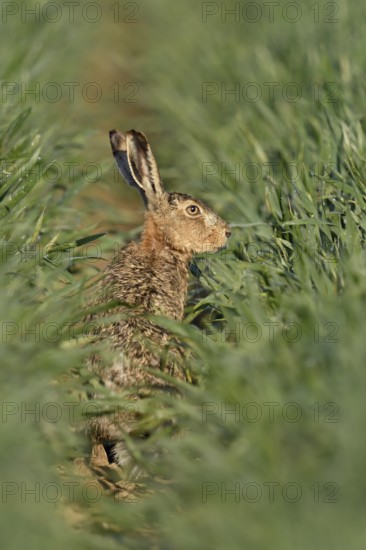 In the rain-soaked grain... Brown hare (Lepus europaeus) sitting in the lane of a cereal field,