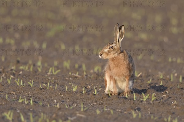 Irritated look... European hare (Lepus europaeus) sitting in the evening light on a freshly