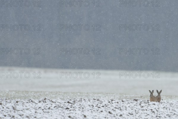 Two brown hares (Lepus europaeus) sitting next to each other in a field in winter during snowfall,