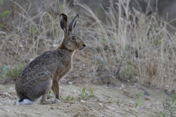 Attentive look... Brown hare (Lepus europaeus), adult hare photographed at eye level in a sand pit,