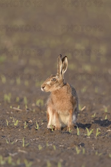Irritated look... European hare (Lepus europaeus) sitting in the evening light on a freshly
