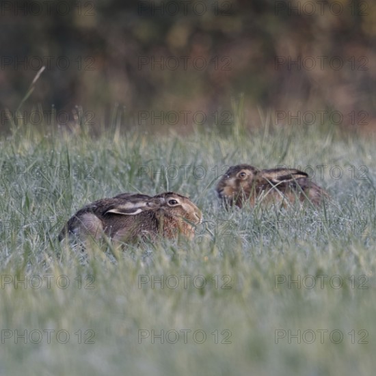 Resting in the grass... European hare (Lepus europaeus), two hares lying crouched and with ears