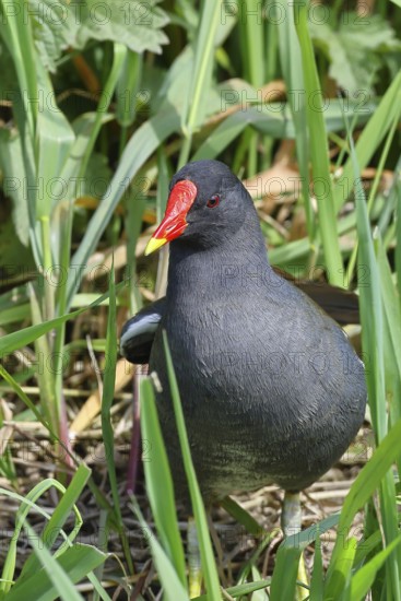 Moorhen (Gallinula chloropus), in the reeds on the bank of a moor ditch, Ochsenmoor, Dümmer See,