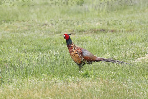 Pheasant, hunting pheasant (Phasianus colchicus), adult male bird in a meadow, wildlife, Lembruch,