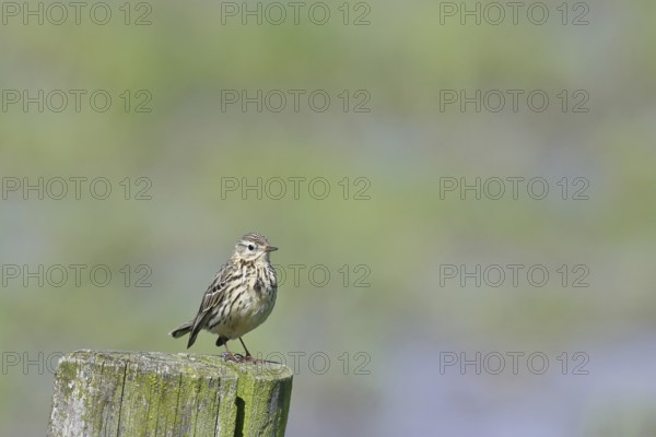 Meadow pipit (Anthus pratensis), on a pasture fence post, Ochsenmoor, Dümmer See, Hüde, Lower