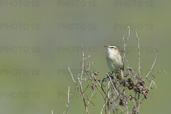 Reed warbler (Acrocephalus schoenobaenus) sitting in a shrub in its natural environment, Wildlife,