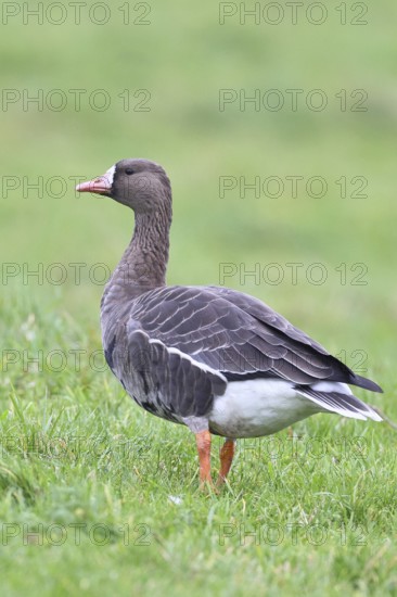 White-fronted goose (Anser albifrons), standing in a meadow in the wintering area, wildlife,