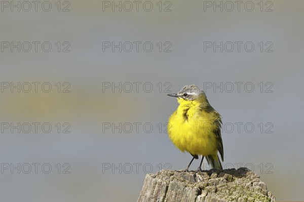 Yellow wagtail, yellow wagtail (Motacilla flava), on a pasture fence post, Dümmer, Lake Dümmer,