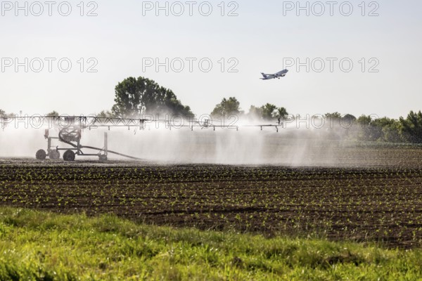 Hot days, little rainfall. Irrigation of young vegetable plants during drought in the fields of