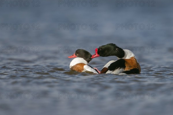 Stay here... Shelduck (Tadorna tadorna) during copulation, mating, drake rides up on the goose,
