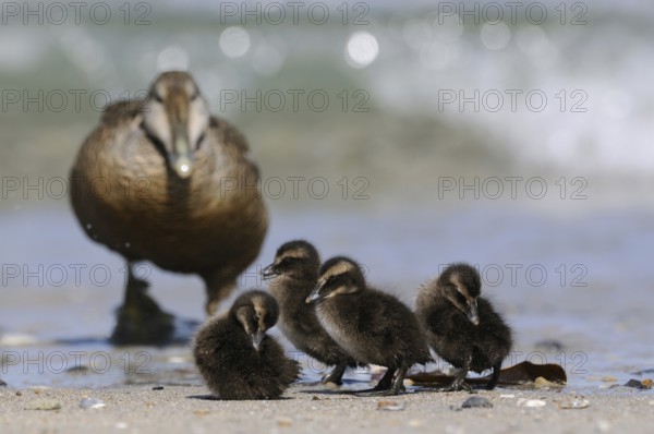 The offspring... Eider duck (Somateria mollissima), wild duck, female and young chicks on the beach