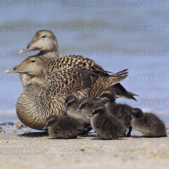 Kindergarten... Eider duck (Somateria mollissima), two wild ducks, females looking after young