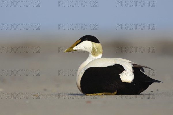 Eider duck (Somateria mollissima) on the beach of Heligoland, colourful male, drake in breeding