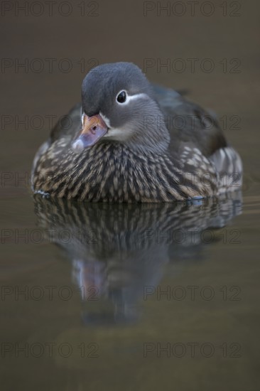 The female... Mandarin Duck (Aix galericulata), detailed close-up of a beautifully marked female