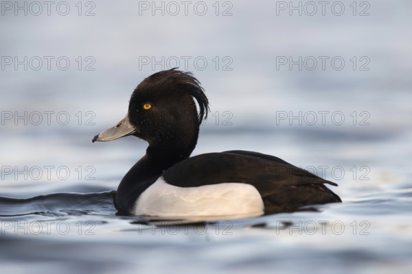 Dripping wet... Tufted Duck (Aythya fuligula), beautiful male in splendid plumage, very detailed