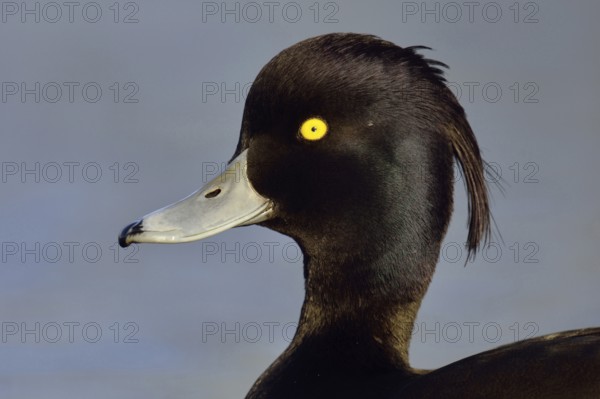 Duck portrait... Tufted Duck (Aythya fuligula), drake in splendid plumage with long decorative