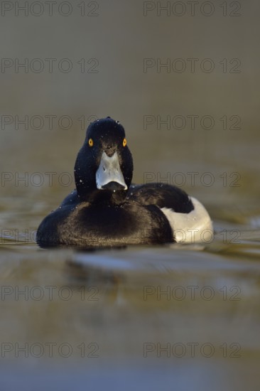 Wet from a dive... Tufted duck (Aythya fuligula), sociable waterfowl, often travelling in larger