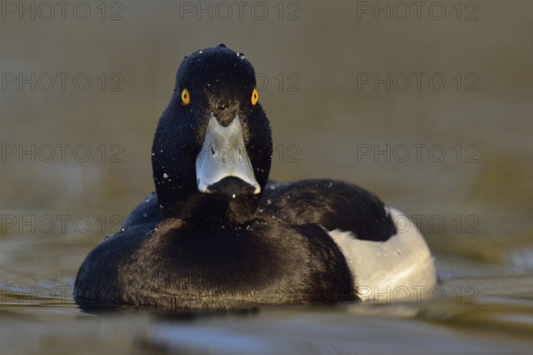 Wet from a dive... Tufted duck (Aythya fuligula), sociable waterfowl, often travelling in larger
