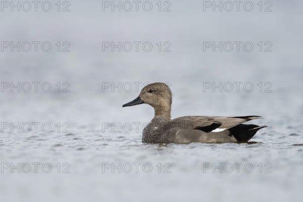 In splendid plumage... Gadwall (Anas strepera), also known as ruddy duck, male, drake, detailed