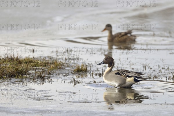 Pintail ducks (Anas acuta), wild ducks, pair, couple, rarely observed species in North