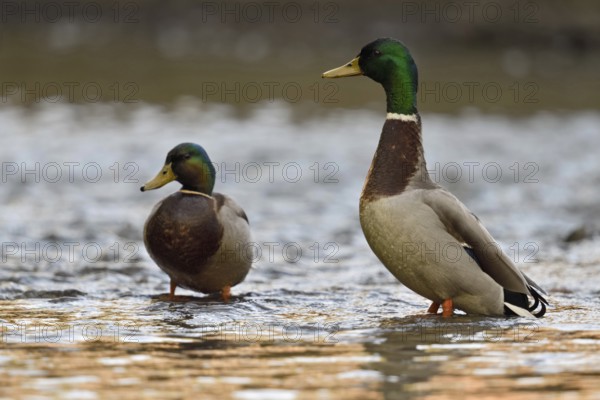 Two drakes, highly alert... Mallard (Anas platyrhynchos), male wild mallard, ducks in a natural