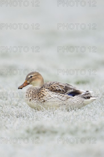 Beautifully marked... Mallard (Anas platyrhynchos), best known and almost everywhere common wild