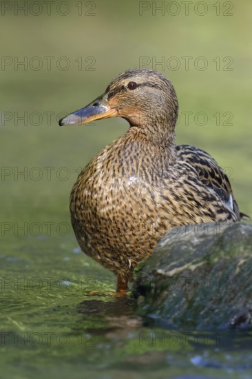 Female mallard... Mallard (Anas platyrhynchos), wild female duck standing in the most beautiful
