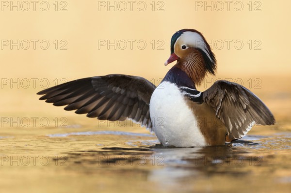 Wing-flapping...Mandarin duck (Aix galericulata), colourful drake, male duck, most colourful bird