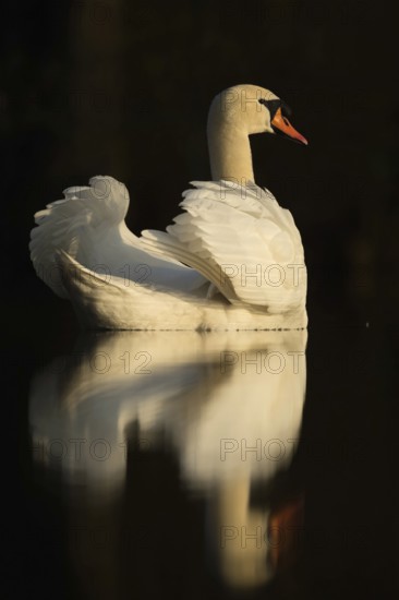 Swan Lake... Mute swan (Cygnus olor), elegant swan with upturned wings, in the most beautiful
