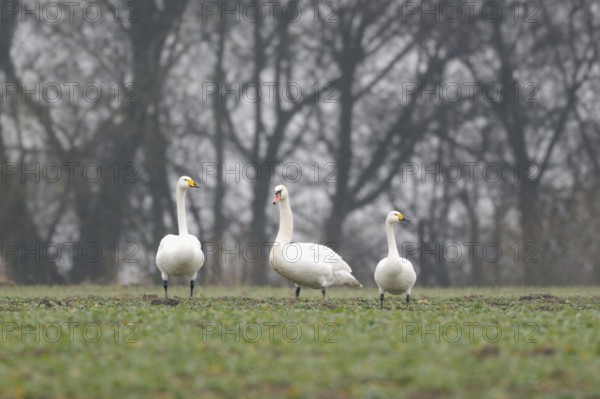 Family reunion... Whooper Swan, Mute Swan, Bewick's Swan (Cignus spec.), three different swan