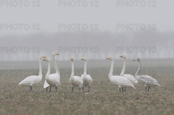 Small flock on the Lower Rhine... Whooper swans (Cygnus cygnus), occasional winter guests, home