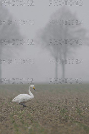 Whooper swan (Cygnus cygnus) walks across a rape field in cloudy, wet and cold weather in search of