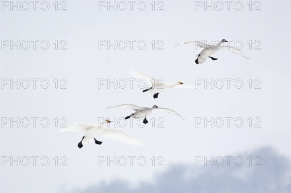 The flight in... Tundra Swan (Cygnus bewickii), small group of bewick's swans, family, family