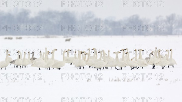 In rank and file... Tundra Swan (Cygnus bewickii), large group, flock of bewick's swans in winter,