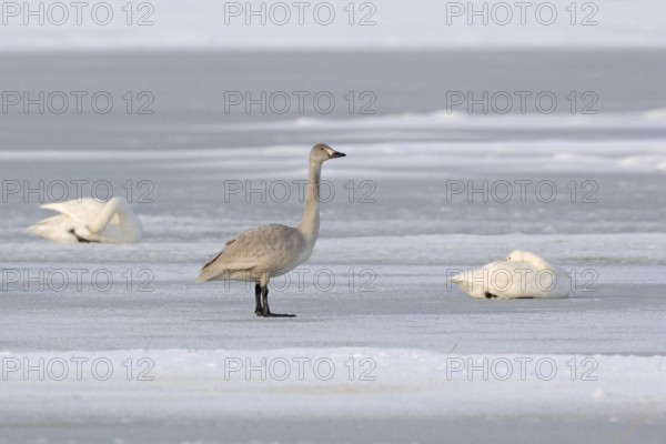 Offspring of the Bewick's swans... Tundra Swan (Cygnus bewickii), juvenile, still grey young swan