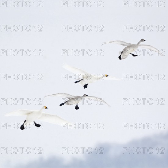 The flight in... Tundra Swan (Cygnus bewickii), rare bewick's swans in flight, preparing to land,