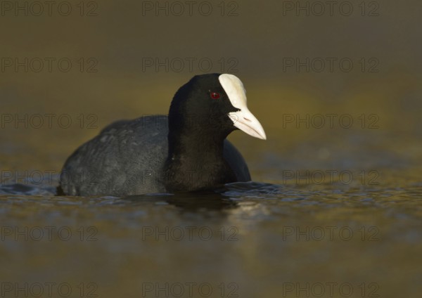 Golden light... Eurasian Coot rail (Fulica atra), common coot, frequently observed, generally known