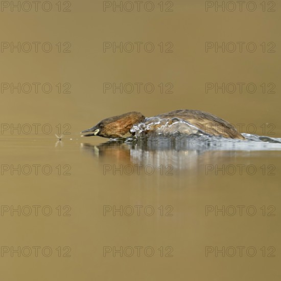 Little grebe (Tachybaptus ruficollis), adult bird in breeding dress, summer dress, in action,