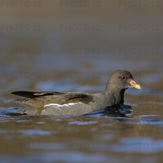 Moorhen, moorhen rail (Gallinula chloropus), water fowl that can be observed relatively frequently