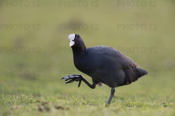 Show me your feet... Eurasian Coot (Fulica atra), coot rail runs over land, has to lift its large,