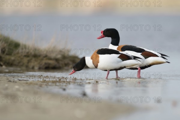 Couple... Shelduck (Tadorna tadorna) foraging in shallow water, shore area of an inland waterway,
