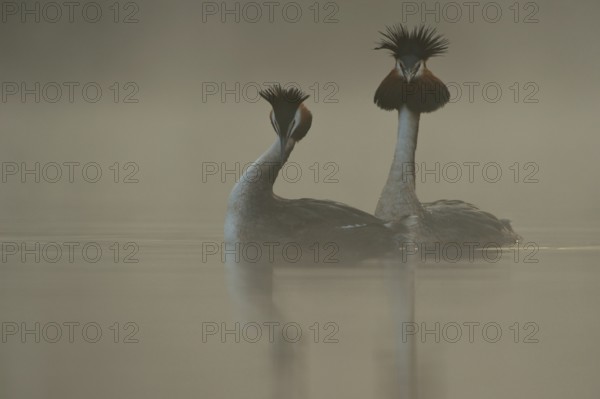 The bow... Great Crested Grebe (Podiceps Scalloped ribbonfish) mating, courtship display, native